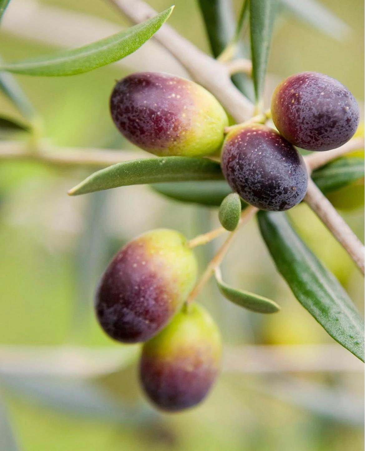 Organic Extra Virgin Olive Oil